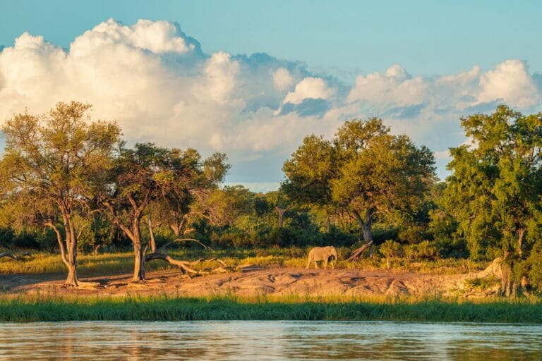 Olifant op een zandig rivierstrand langs de Okavango-rivier in Namibië, omgeven door bomen in goudgeel middaglicht