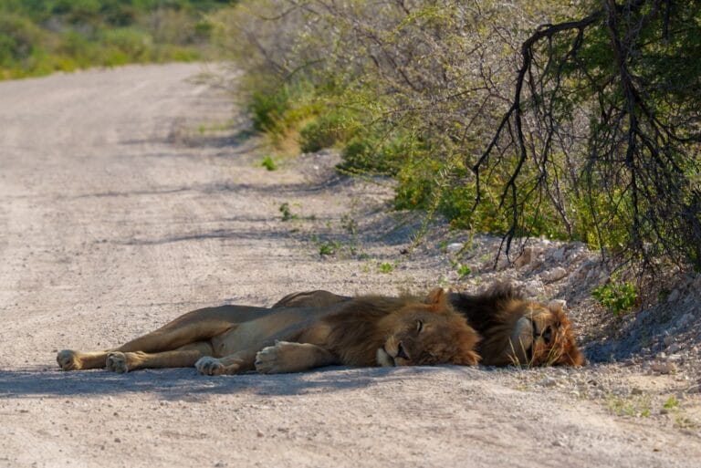 Mannelijke leeuw liggend te slapen op zandpad in de schaduw van een boom, Etosha National Park, Namibië