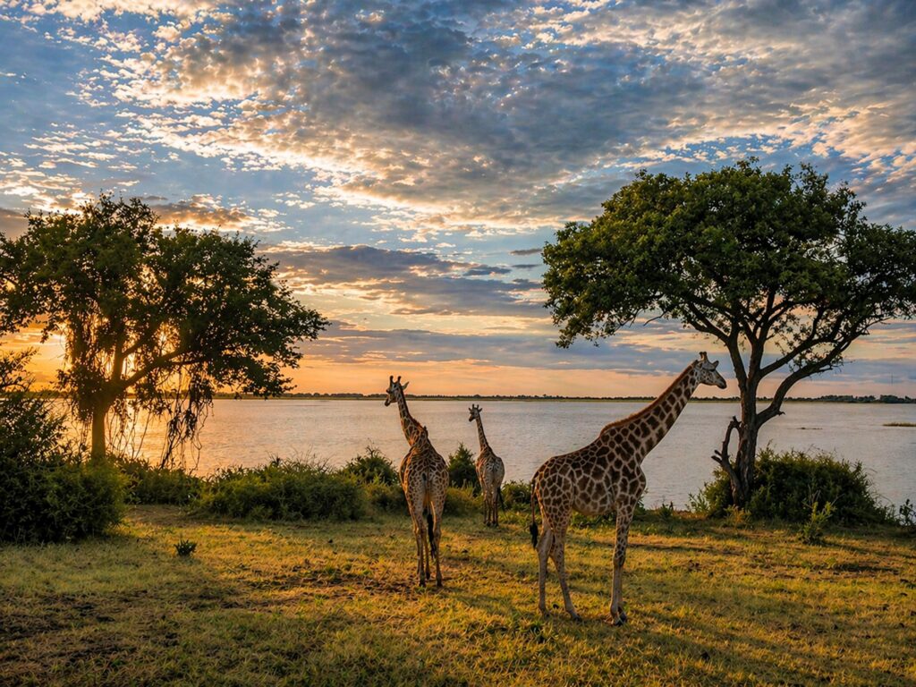 Drie giraffen bij een rivier onder twee grote bomen bij zonsondergang, met een oranje en blauwe lucht in zuidelijk Afrika