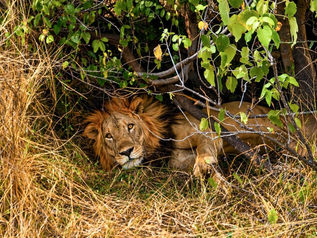 Mannetjesleeuw met volle manen rust in hoog droog gras in de schaduw van een struik en kijkt recht in de camera in oostelijk Afrika