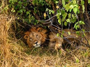 Mannetjesleeuw met volle manen rust in hoog droog gras in de schaduw van een struik en kijkt recht in de camera in oostelijk Afrika