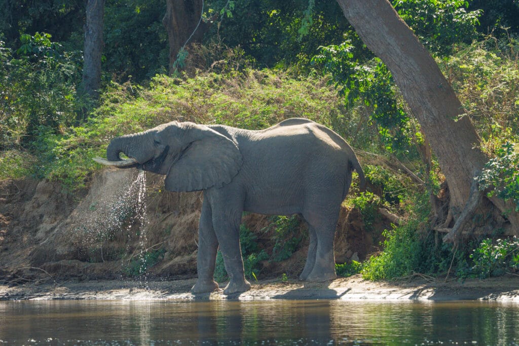 Olifant spuit water over zijn lichaam aan de Zambezi-oever bij dicht rivierenbos in Mana Pools, Zimbabwe