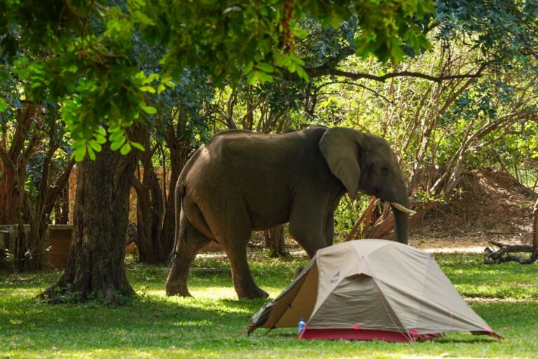 Afrikaanse olifant snuffelt nieuwsgierig aan een kleine campingtent in het bos in Zimbabwe