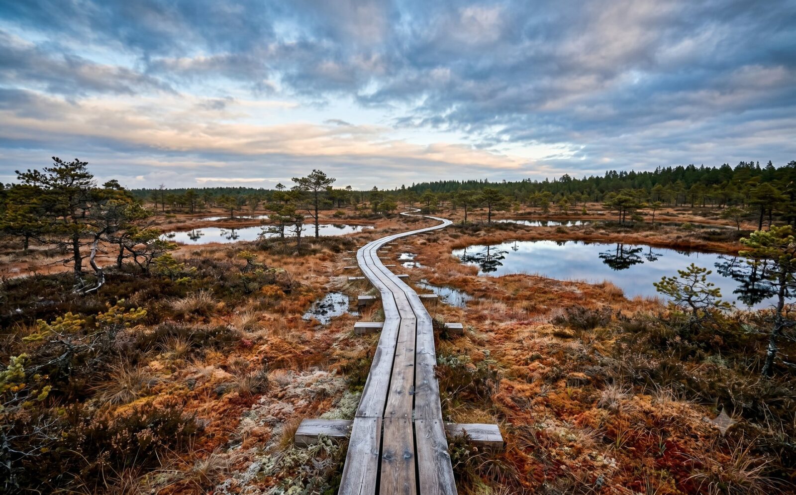 landschap hoogveen