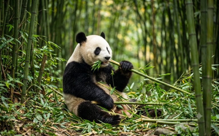 Reuzenpanda in een bamboebos bij Chengdu in de provincie Sichuan, China