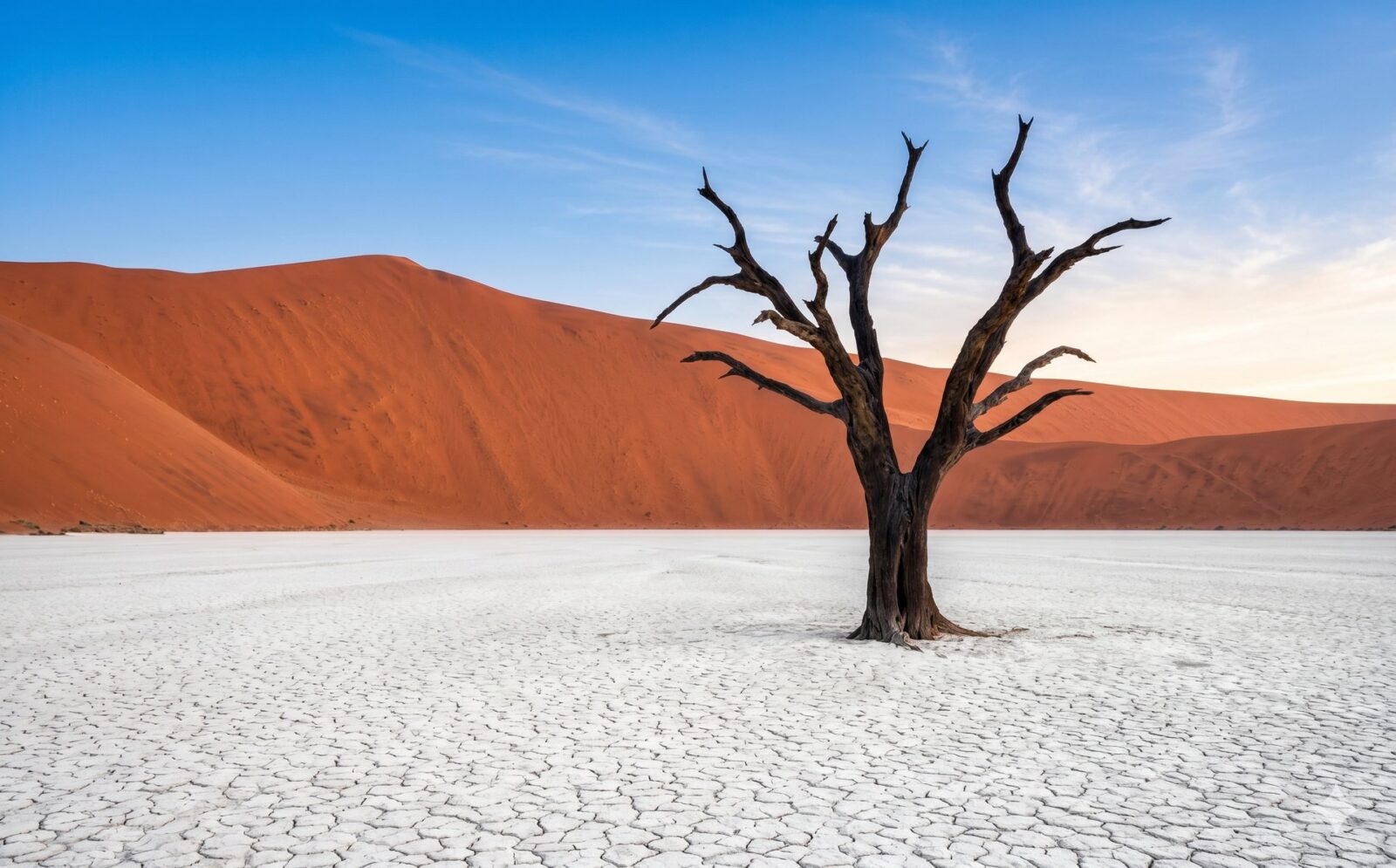 Zwartgeblakerde dode kameeldoornboom op de witte kleibodem van Deadvlei