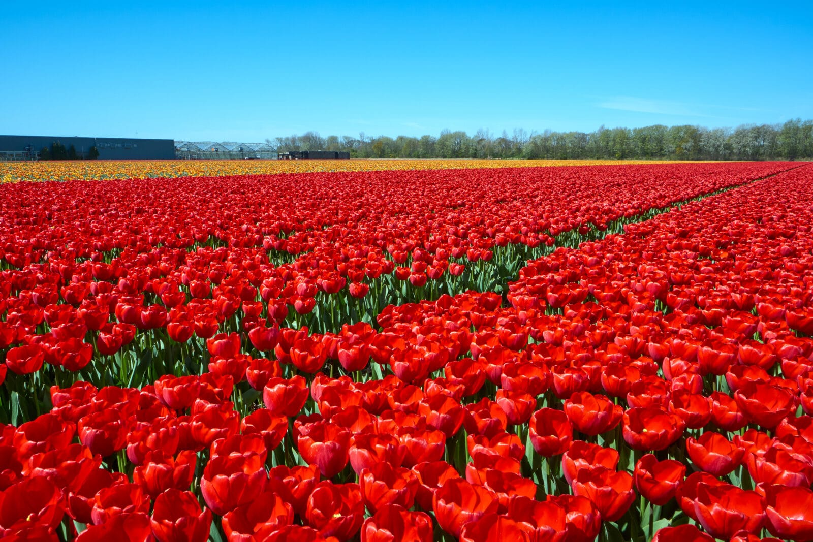 Eindeloos rood tulpenveld in de Bollenstreek bij De Zilk