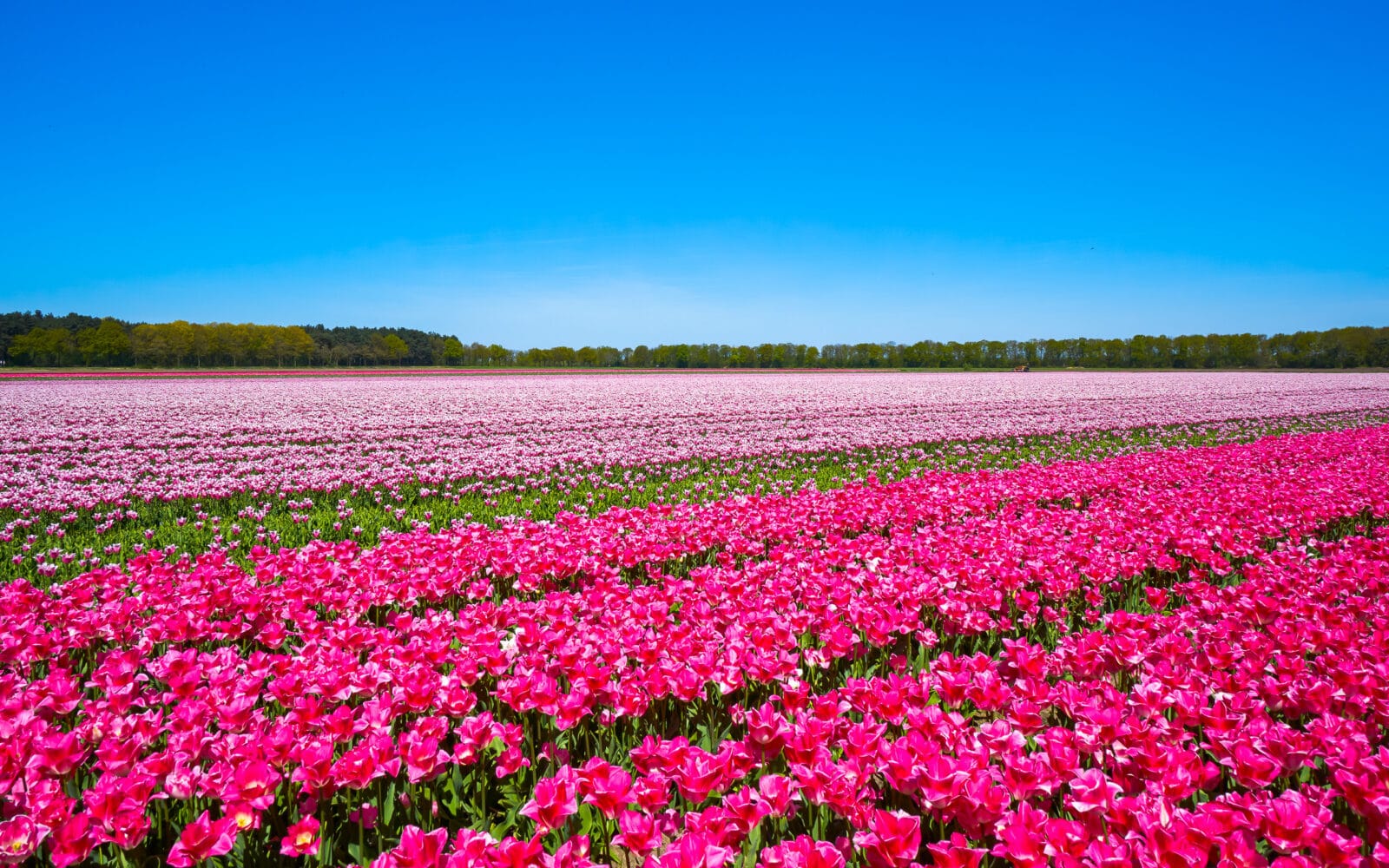 Roze en paarse tulpen tot aan de horizon, Wouwse Plantage