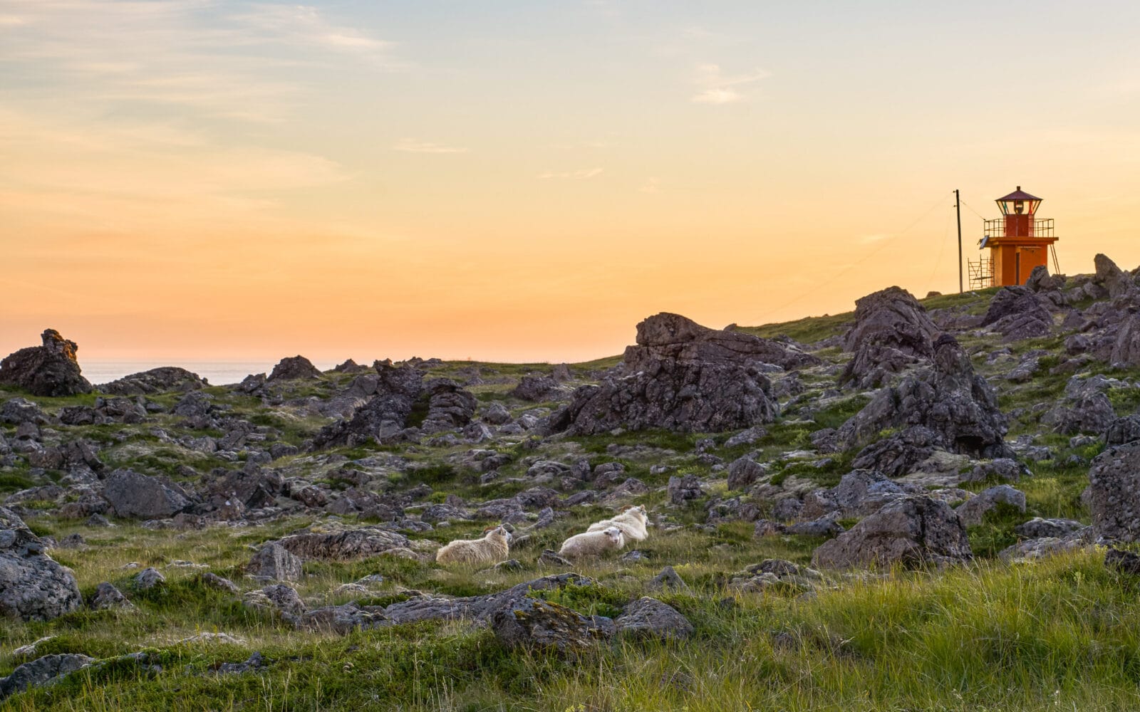 Schapen bij de oranje vuurtoren van Svalvogar