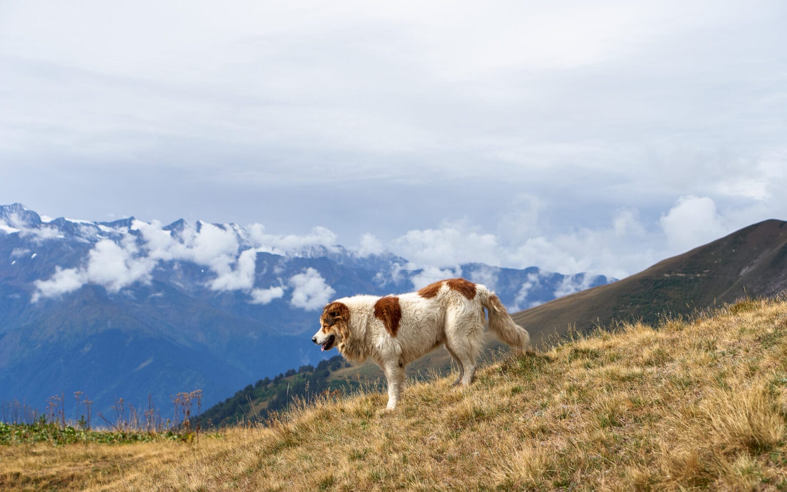 Hond kijkt uit over het mistige berglandschap boven Mestia