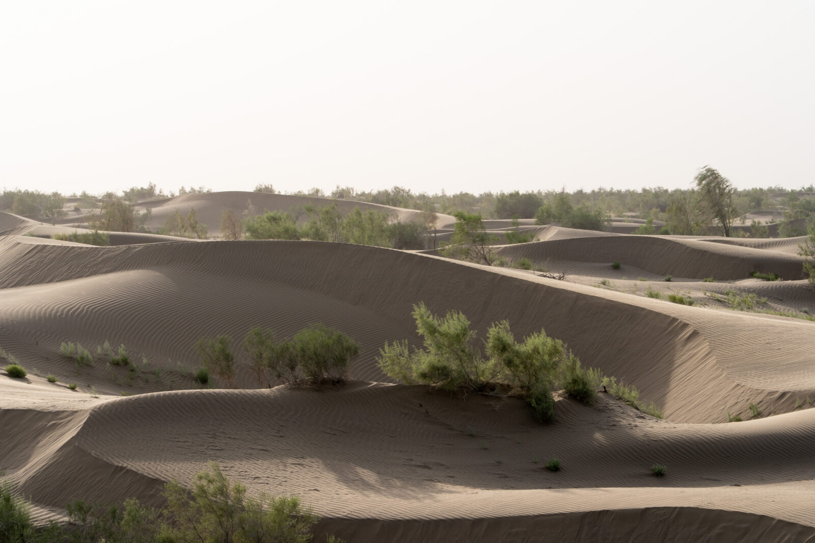 Zandduinen met struiken in de Karakum op weg naar Turkmenabat