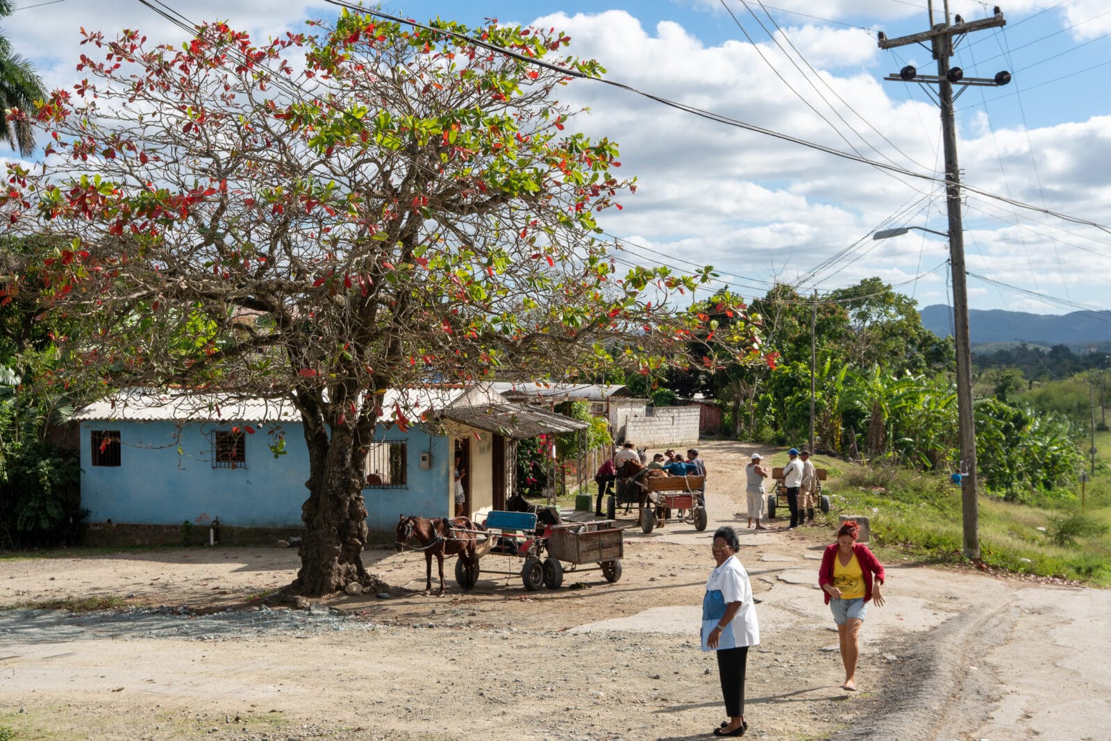 Paardenkarren onder een grote boom in Puerto Libre
