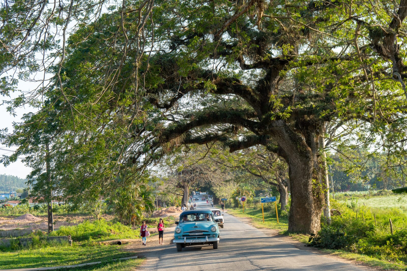 Oldtimer op een met bomen omzoomde weg bij Viñales