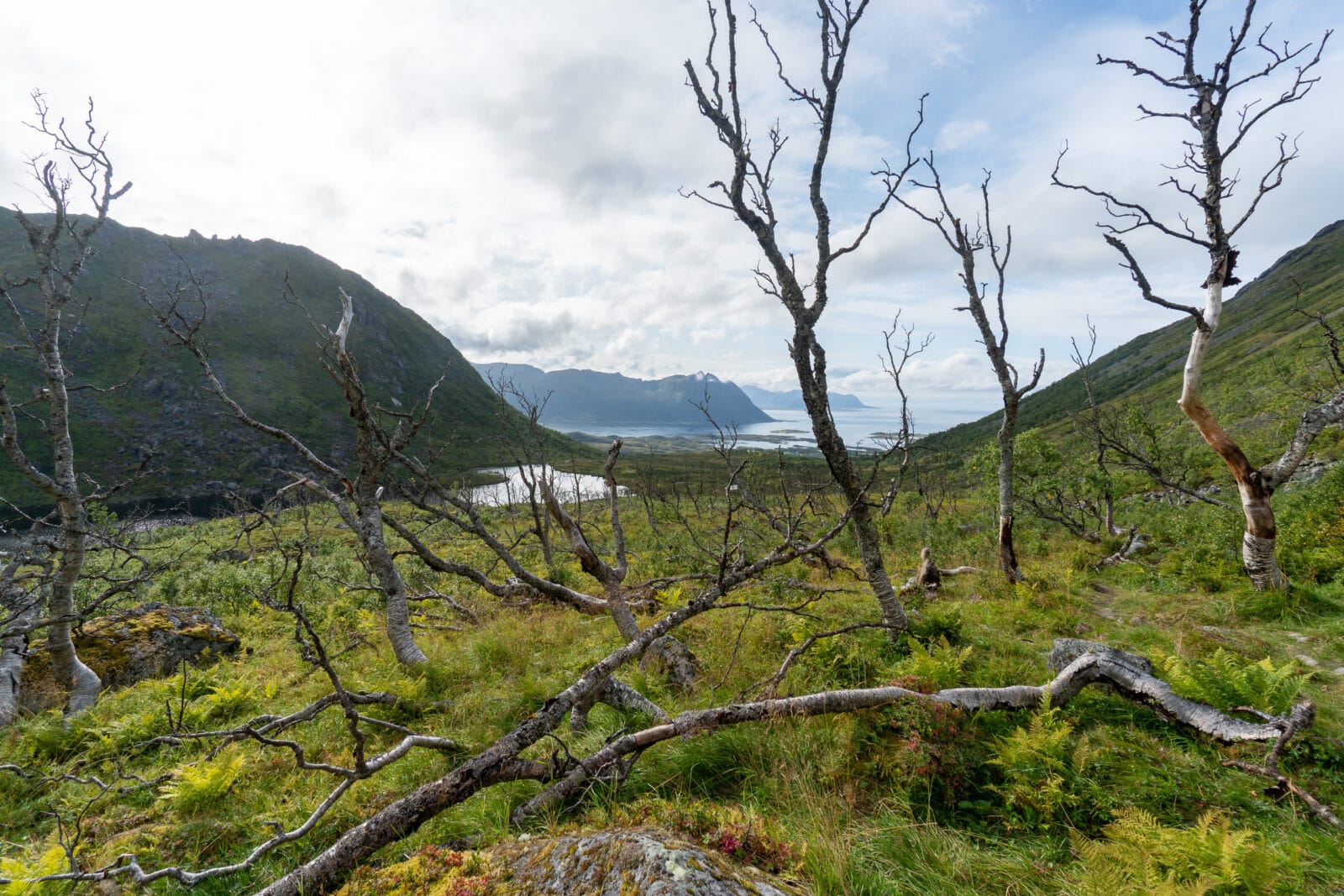 Kromgegroeide bomen voor het fjordlandschap bij Laukvik op Austvågøya
