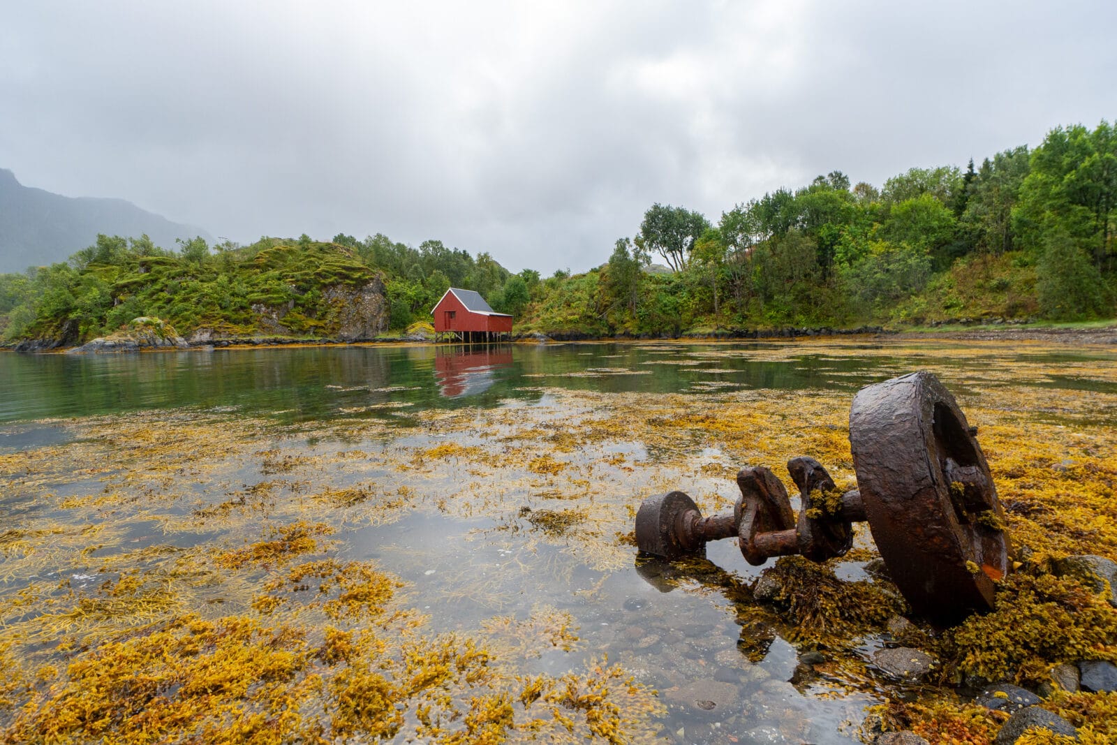 Een roestig anker in het goudkleurige zeewier aan de kust van Hadsel, Vesterålen