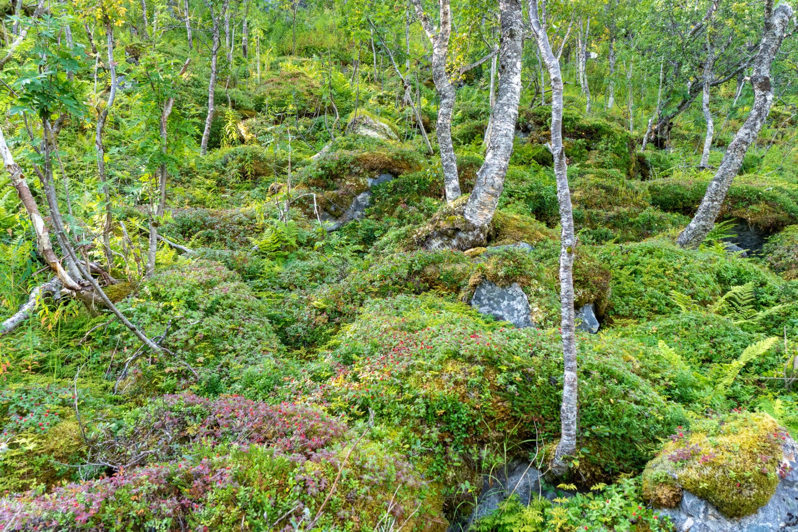 Bemoste rotsen op de groene bosbodem in Holmstaddalen bij Møysalen