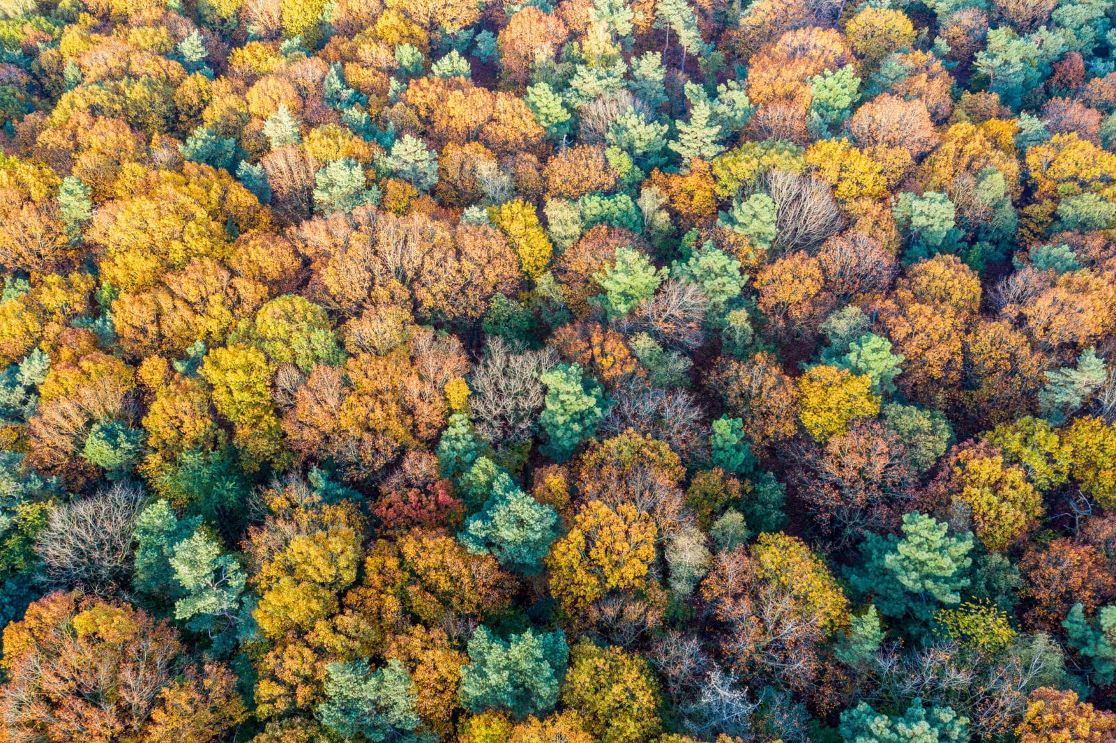 Herfstkleuren boven het bos bij Loon op Zand