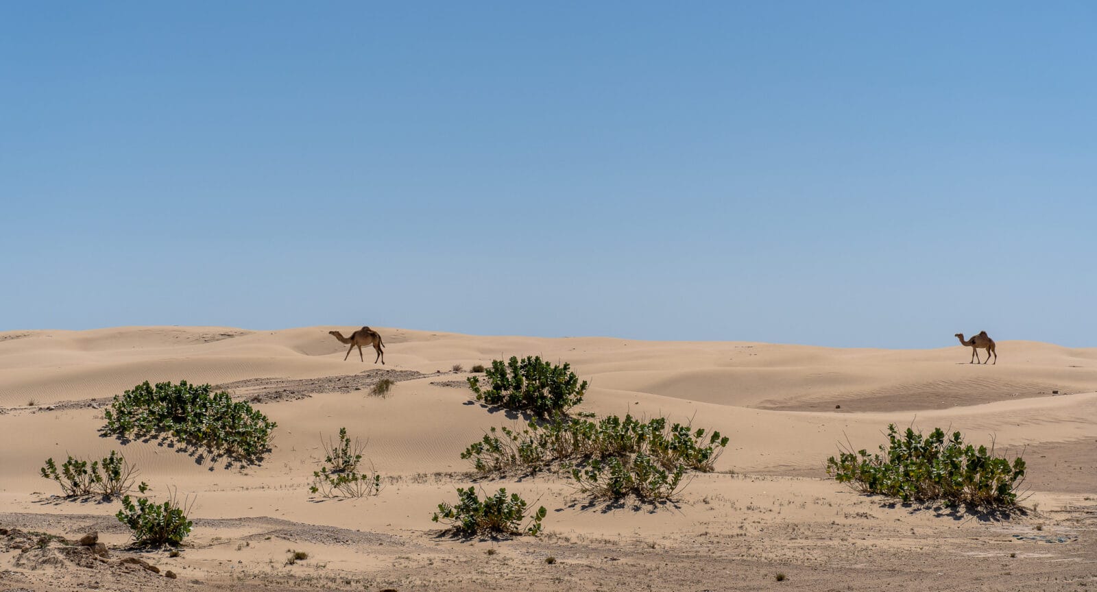 Kamelen trekken over de duinen bij Mirbat