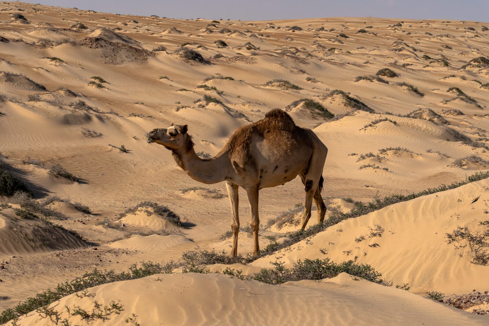 Kameel op de geribbelde duinen bij Al Juwayrah