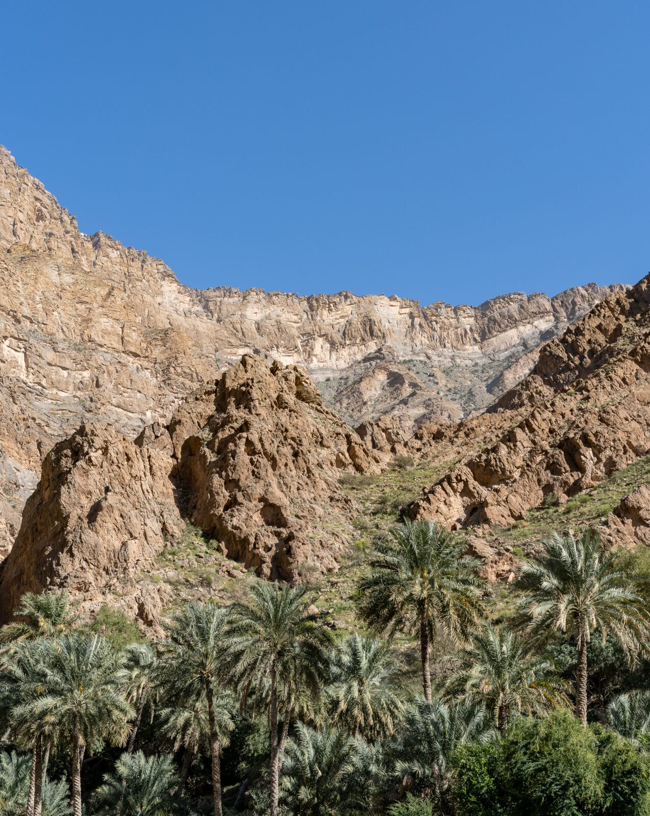 Palmen onder de kale bergen bij Al Awabi