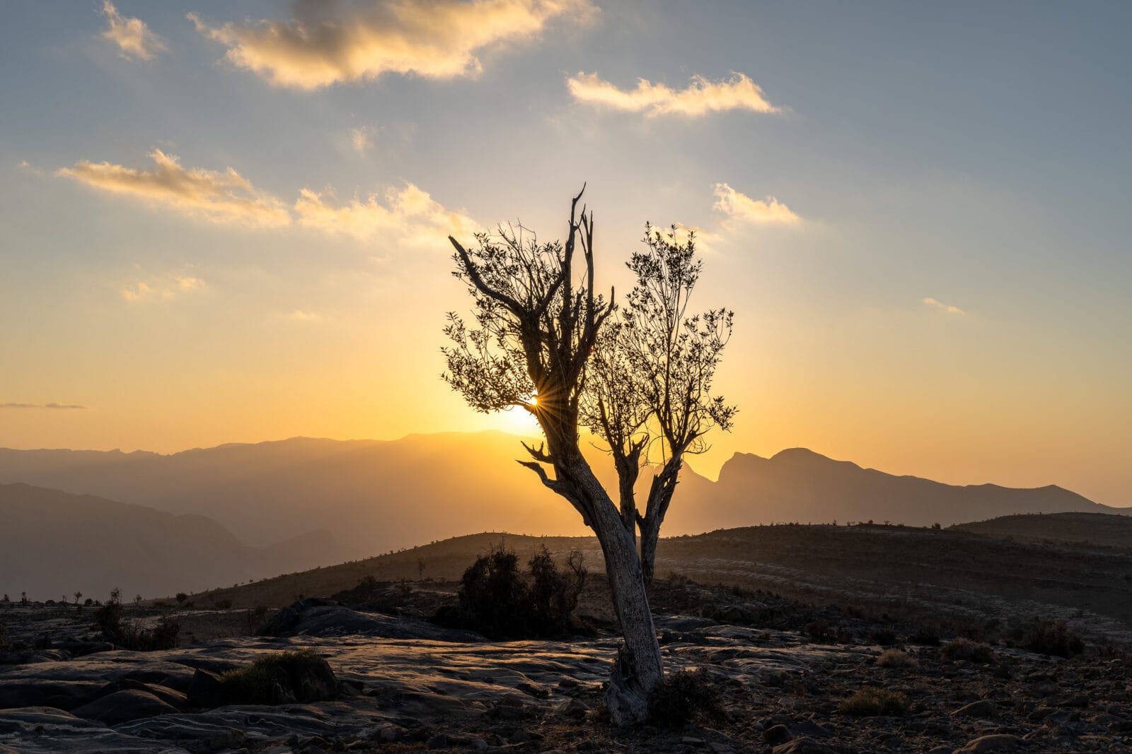 Boom in silhouet tegen de avondzon bij Jebel Shams