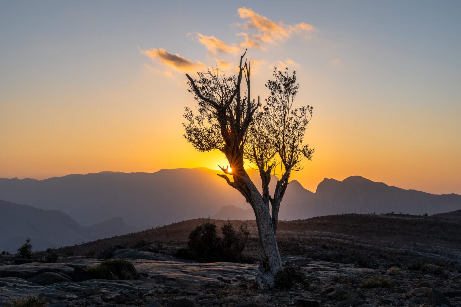 Silhouet van een boom tegen de ondergaande zon bij Jebel Shams