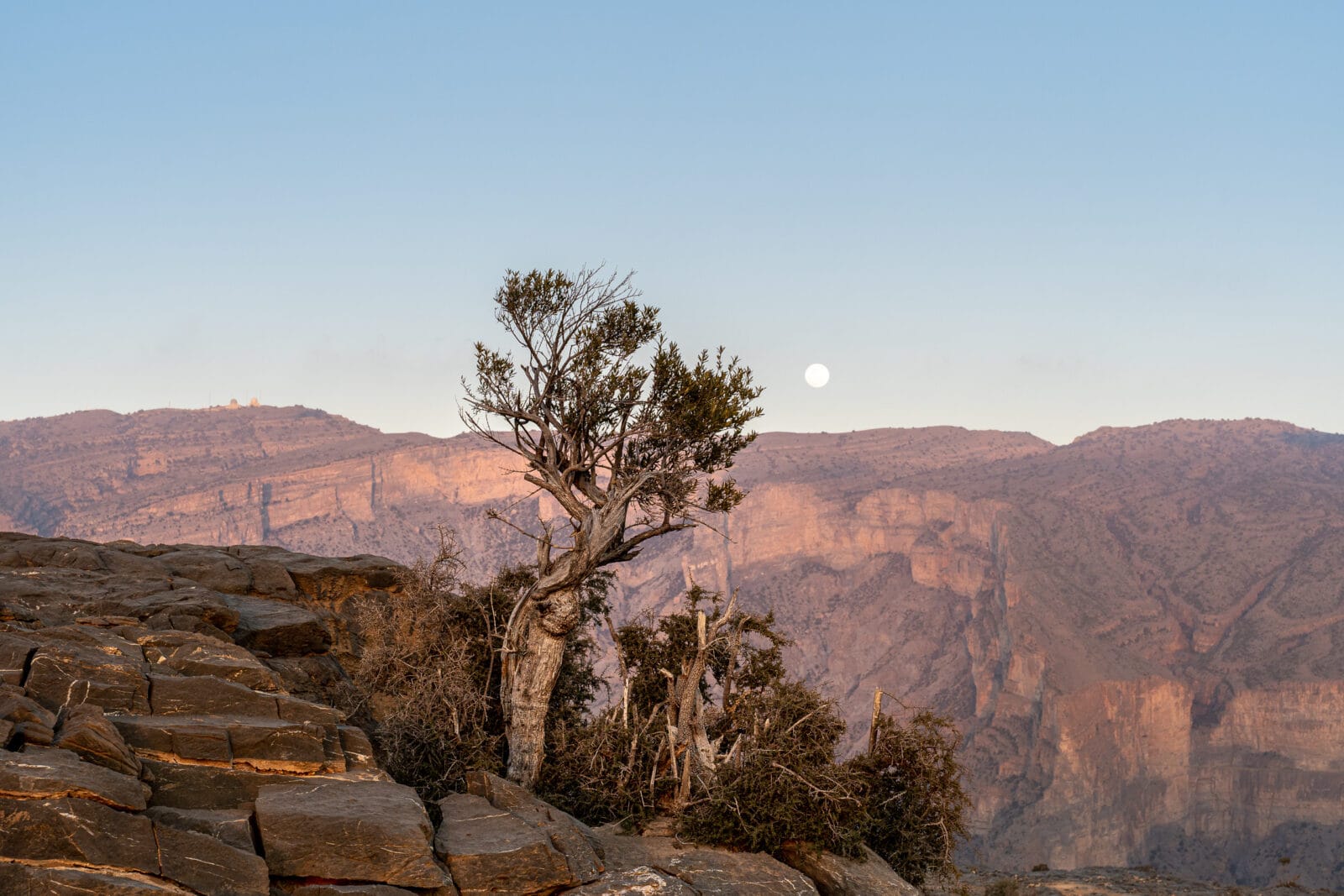 Boom tegen het weidse bergland bij Jebel Shams