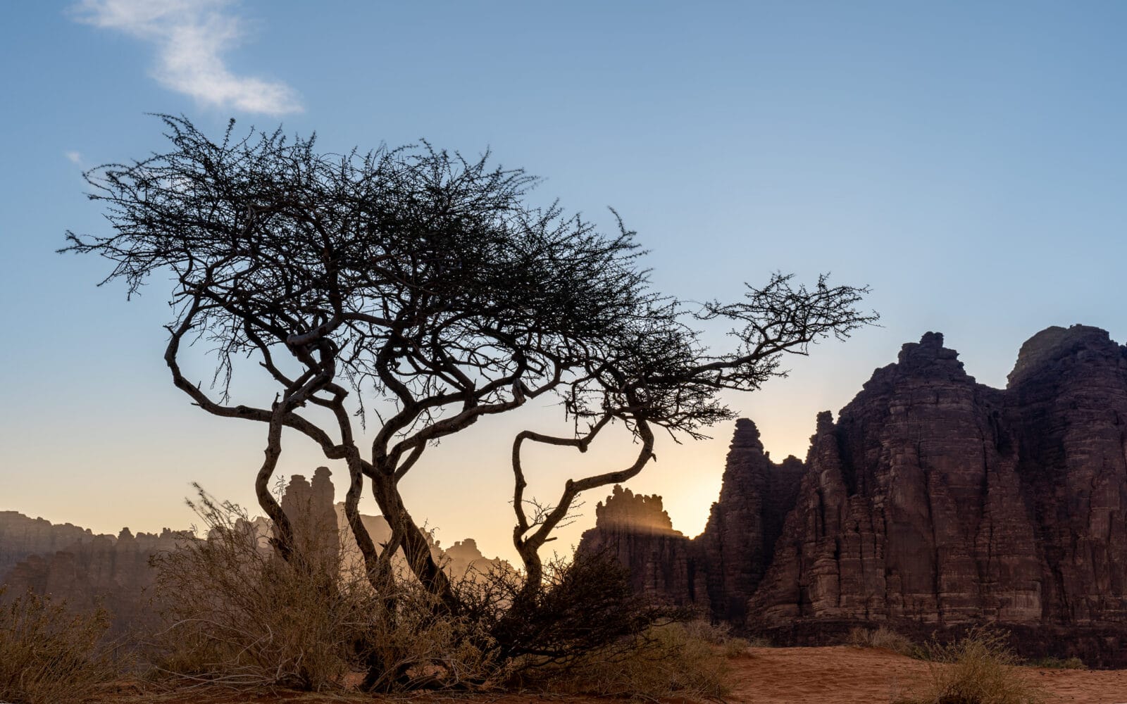 Boom voor de rotsen in het ochtendlicht bij Wadi Disah