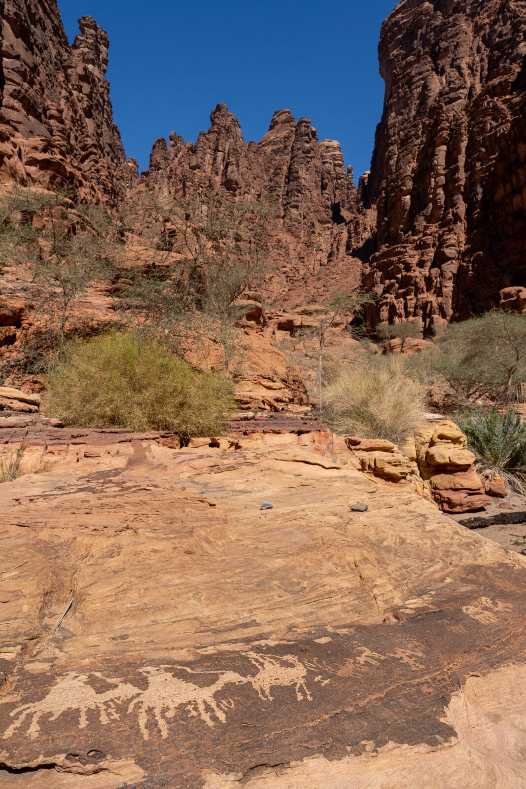Rotstekeningen van kamelen in Wadi Disah