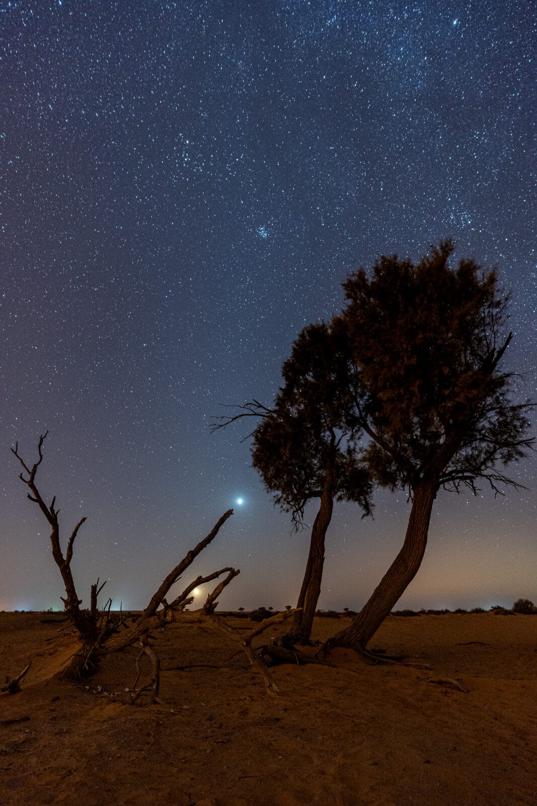 Woestijnbomen onder een sterrenhemel bij Shaqra