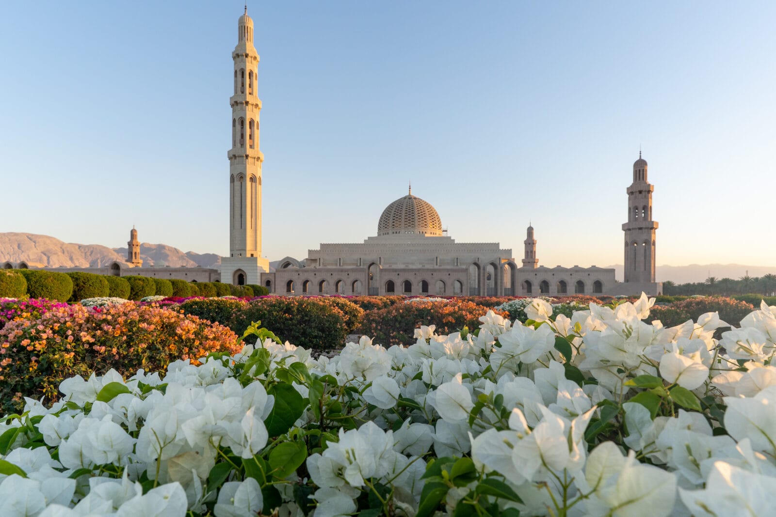 Witte bloemen voor de Sultan Qaboos-moskee in Muscat