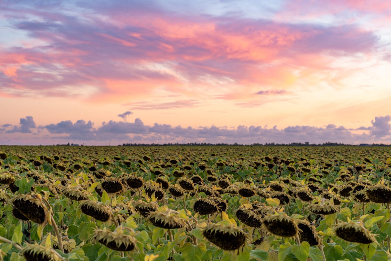 Zonnebloemen buigen onder een gekleurde avondlucht bij Triaize