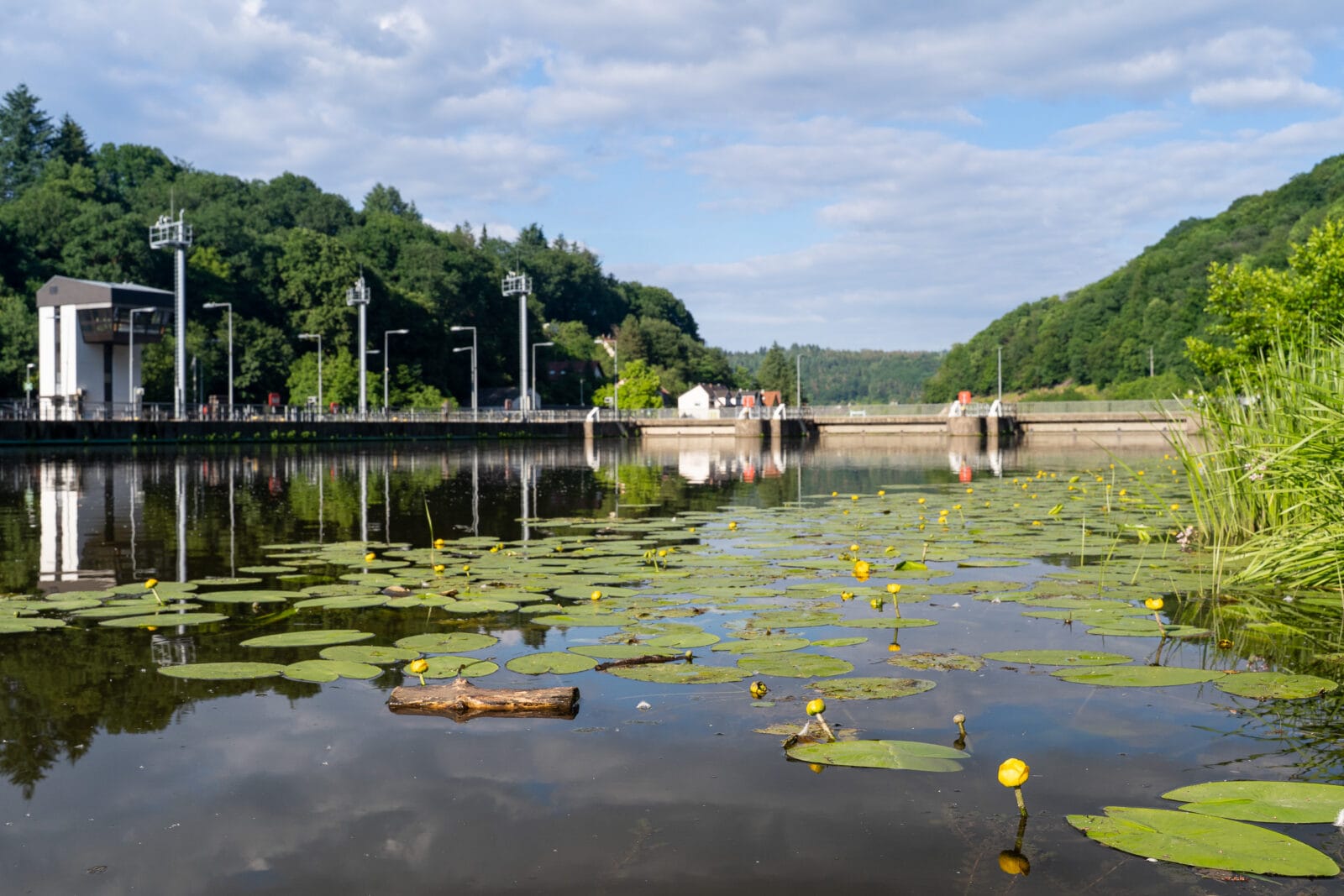 Waterlelies bij de stuw in de Saar bij Mettlach