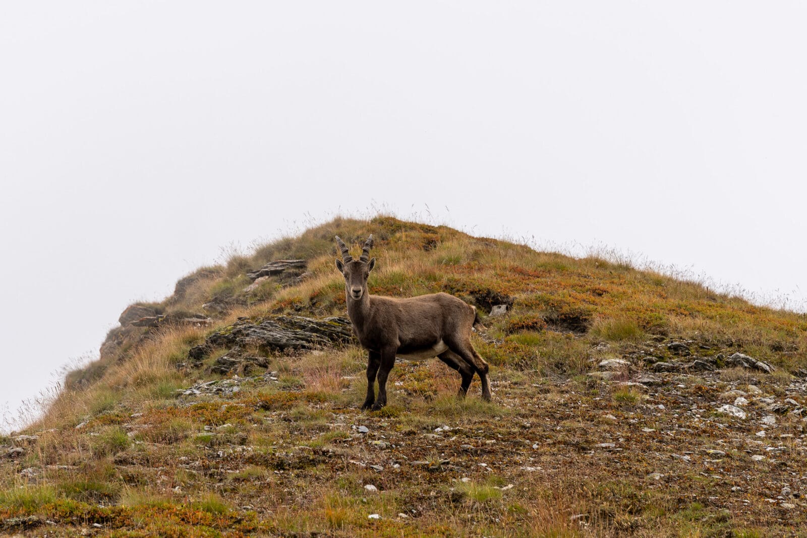 Steenbok op een mistige berghelling bij de Colle dell'Agnello, Piëmont