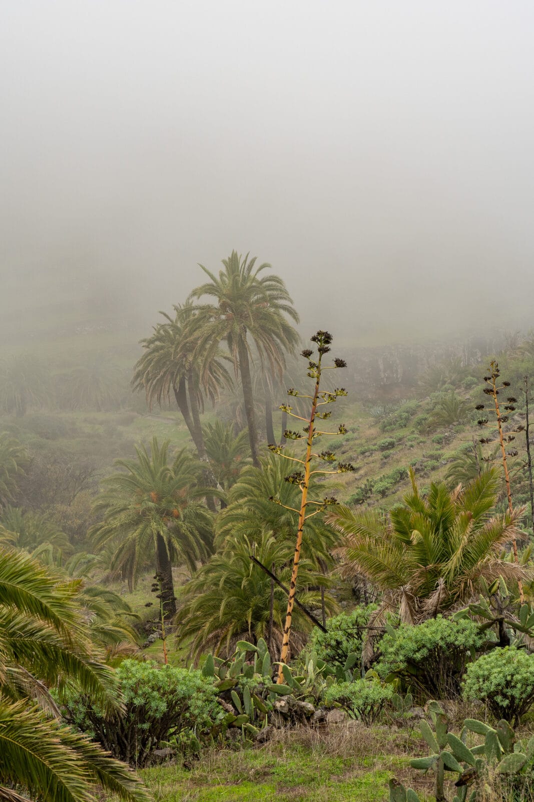 Mistig palmbos met agaves bij Chipude op La Gomera