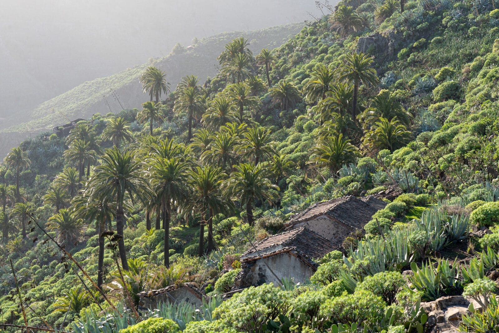Vervallen huizen tussen de palmen bij Vegaipala op La Gomera
