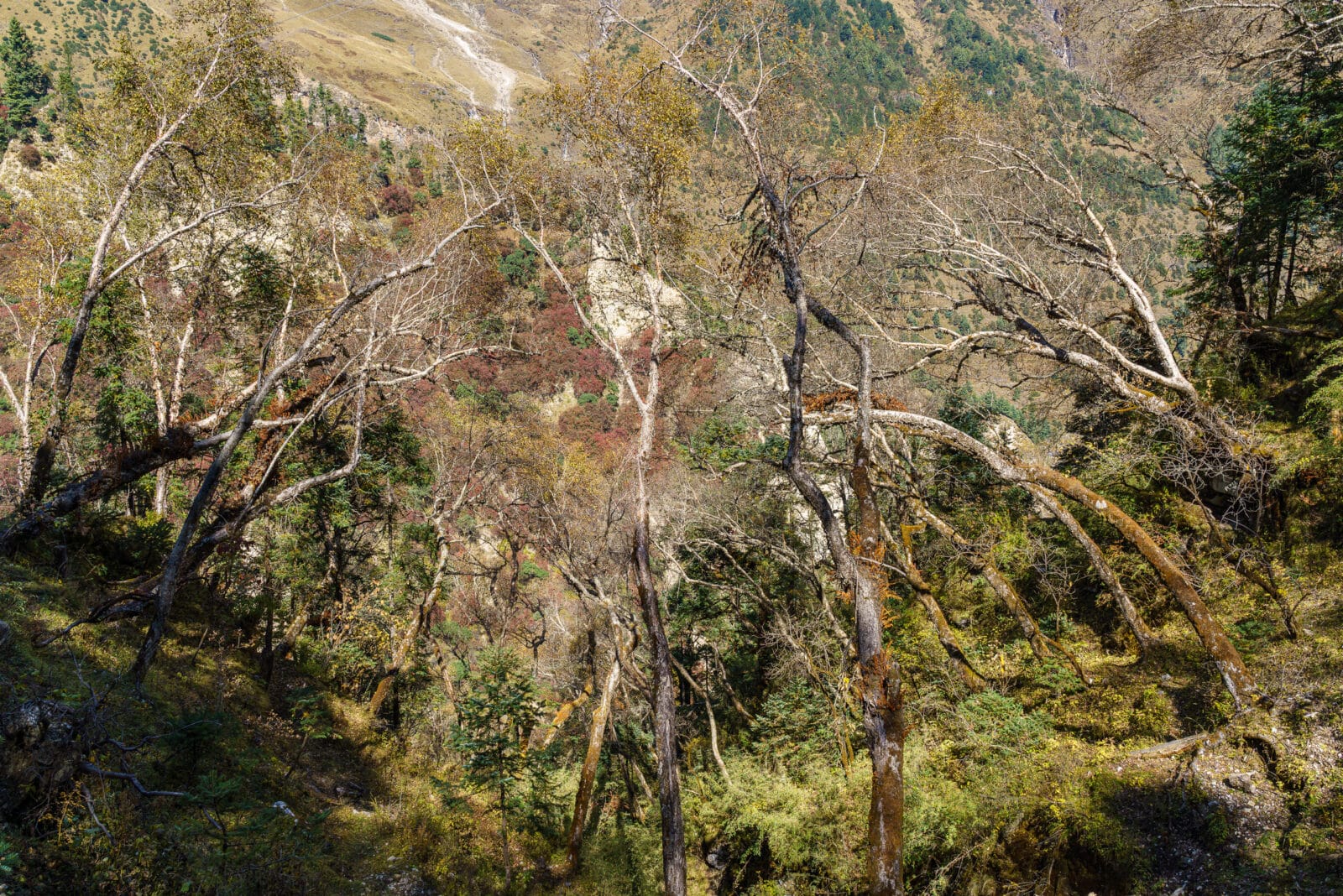 Herfstbomen op de steile helling boven Lho