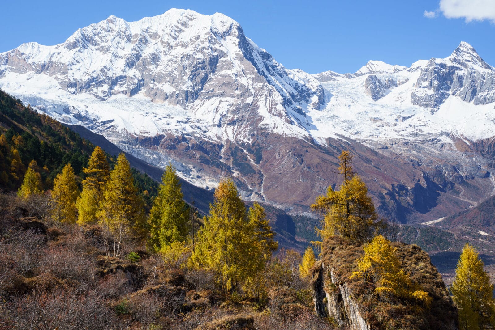 Herfstbomen tegen de besneeuwde toppen bij Samagaun