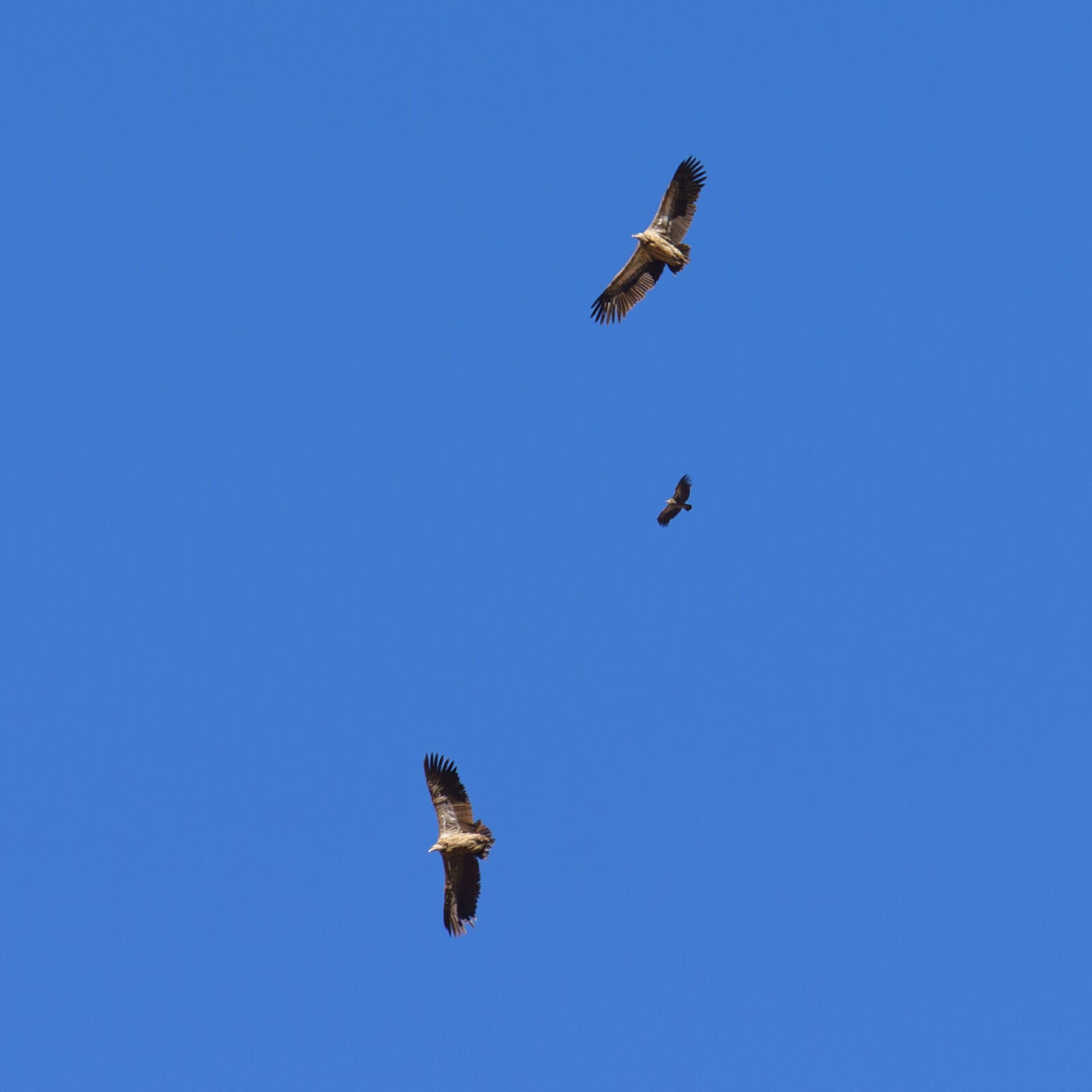 Drie gieren boven Samdo