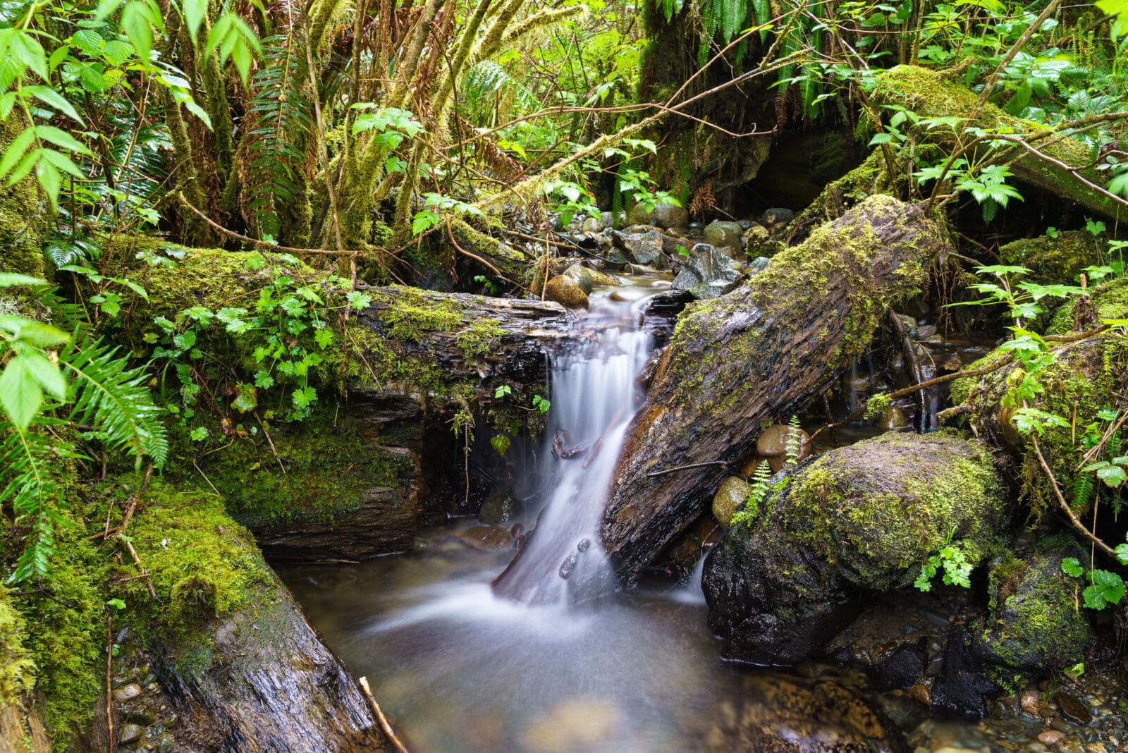 Waterval over een omgevallen boom in het bos bij Loss Creek, Vancouver Island