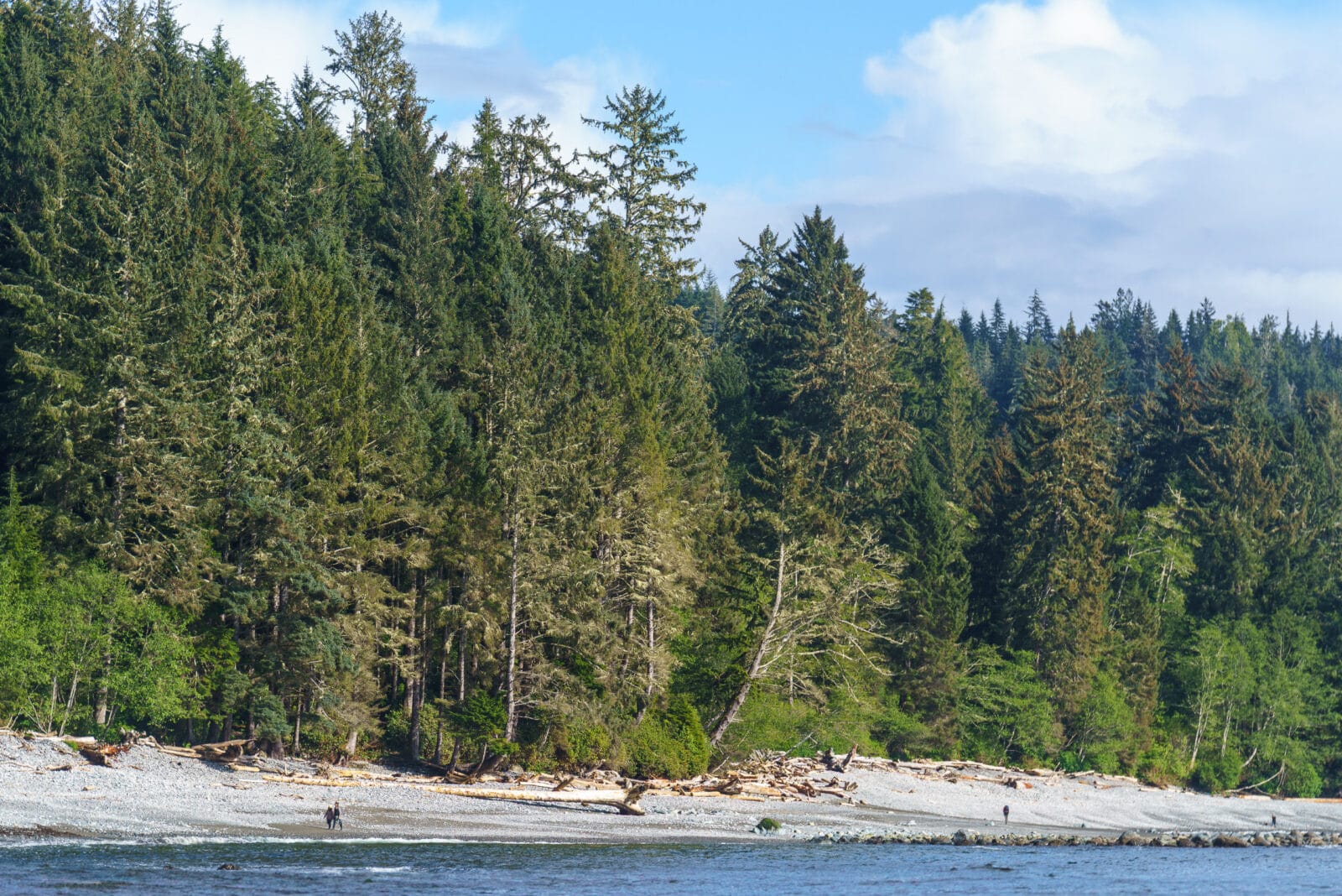 Nevel boven het kustregenwoud van Sombrio Beach, Vancouver Island