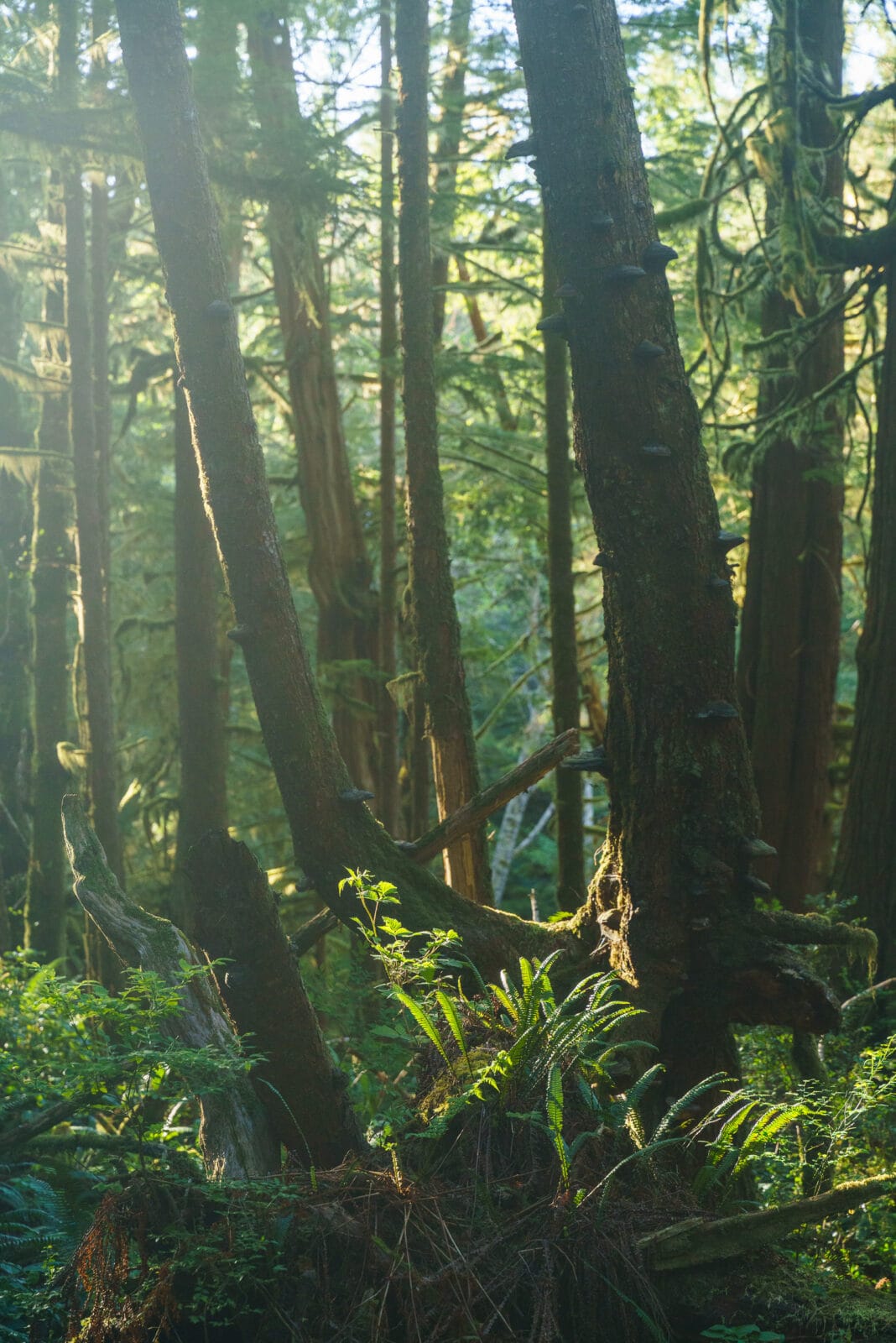 Zonlicht door het bladerdak van het regenwoud in Pacific Rim National Park