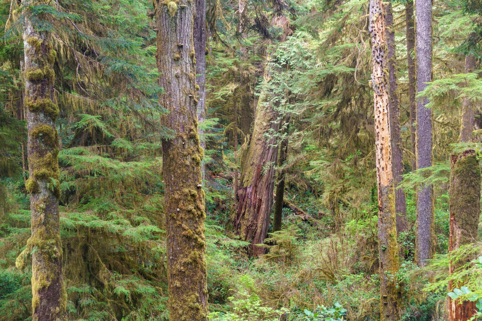Eeuwenoude ceders langs de Rainforest Trail in Pacific Rim National Park