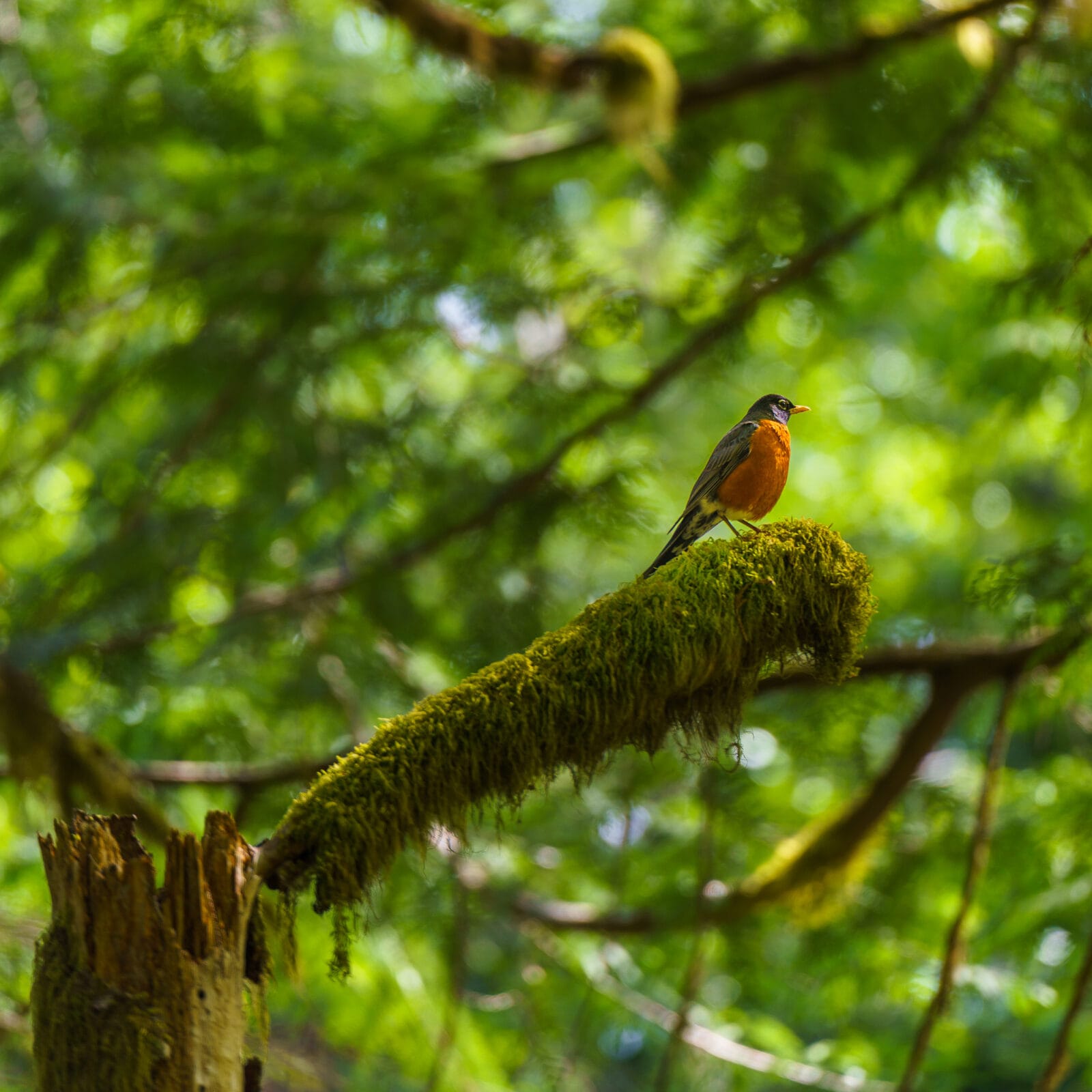 Roodborstlijster op een bemoste tak in Cathedral Grove, Vancouver Island