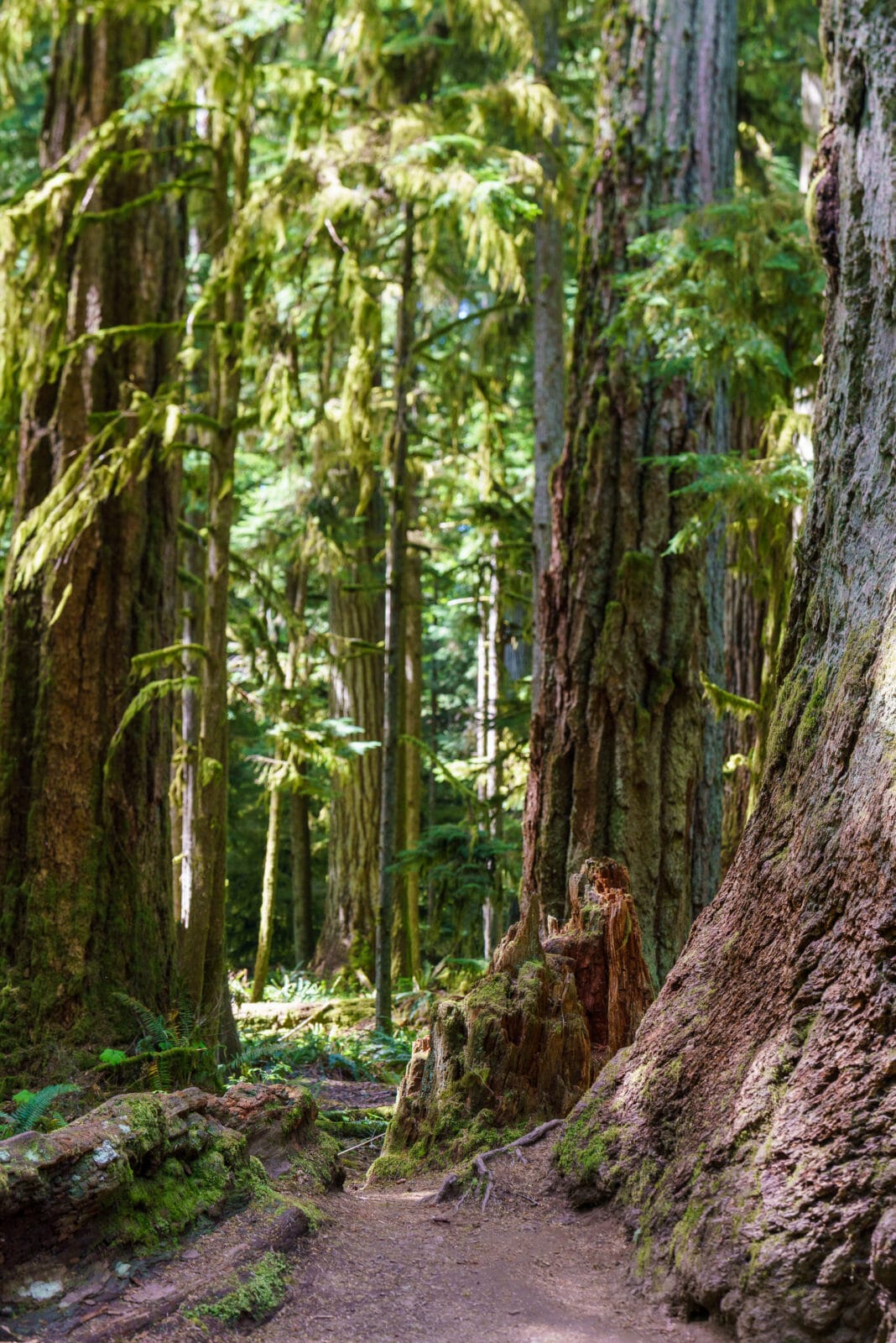 Wandelpad tussen de reuzenbomen van Cathedral Grove, MacMillan Provincial Park