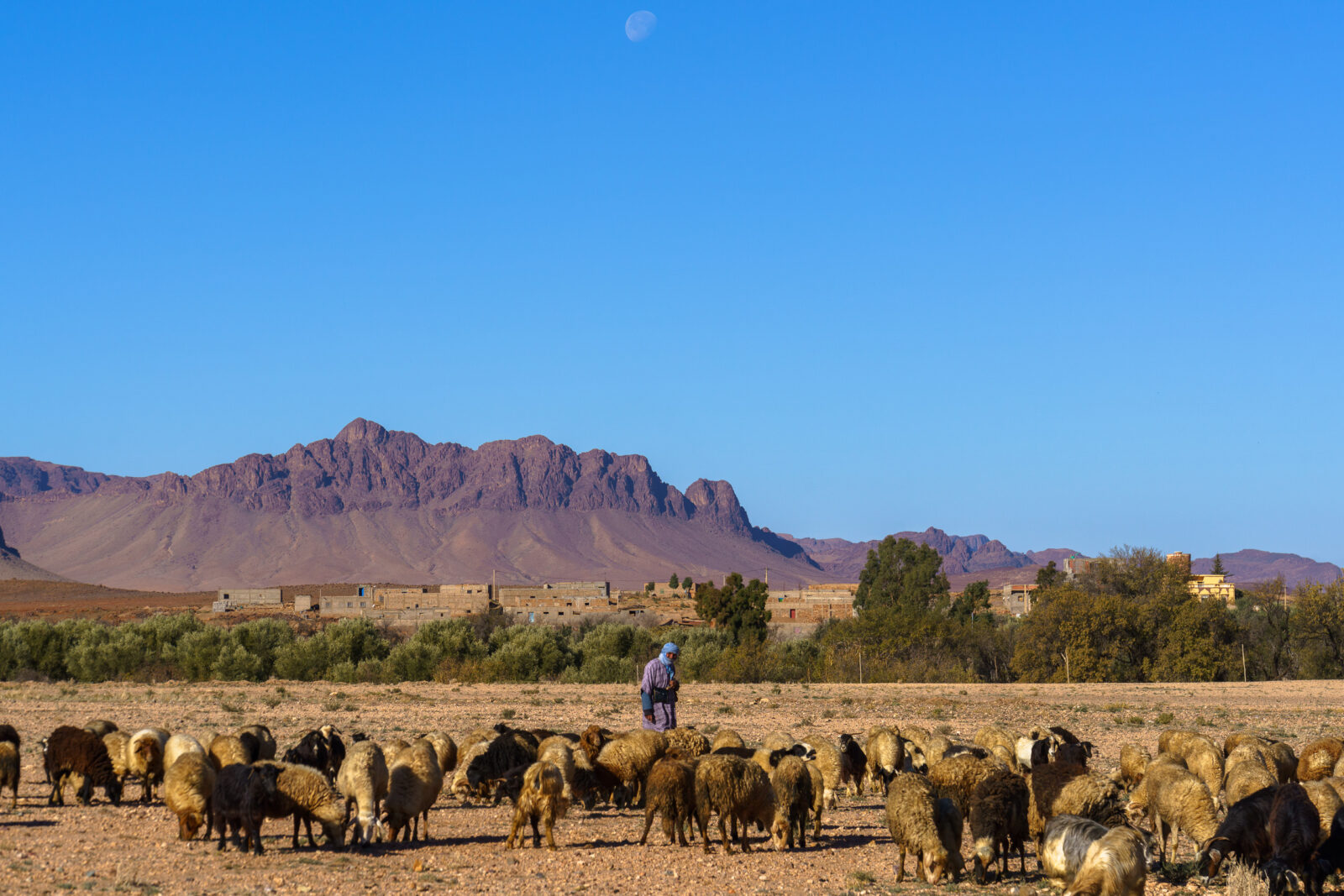 Shepherd watches flock under a pale moon