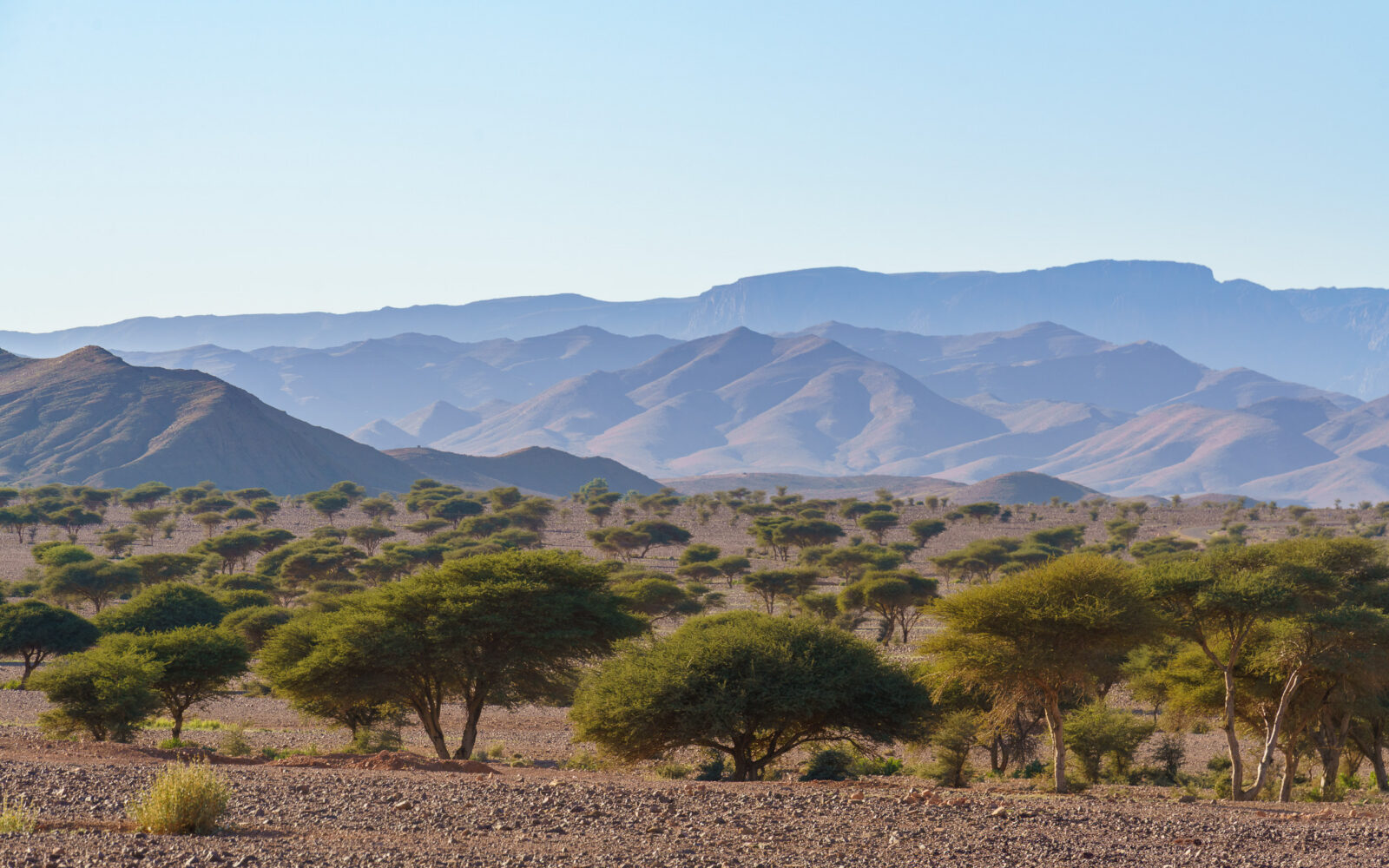 Hazy mountains and acacia trees in the desert