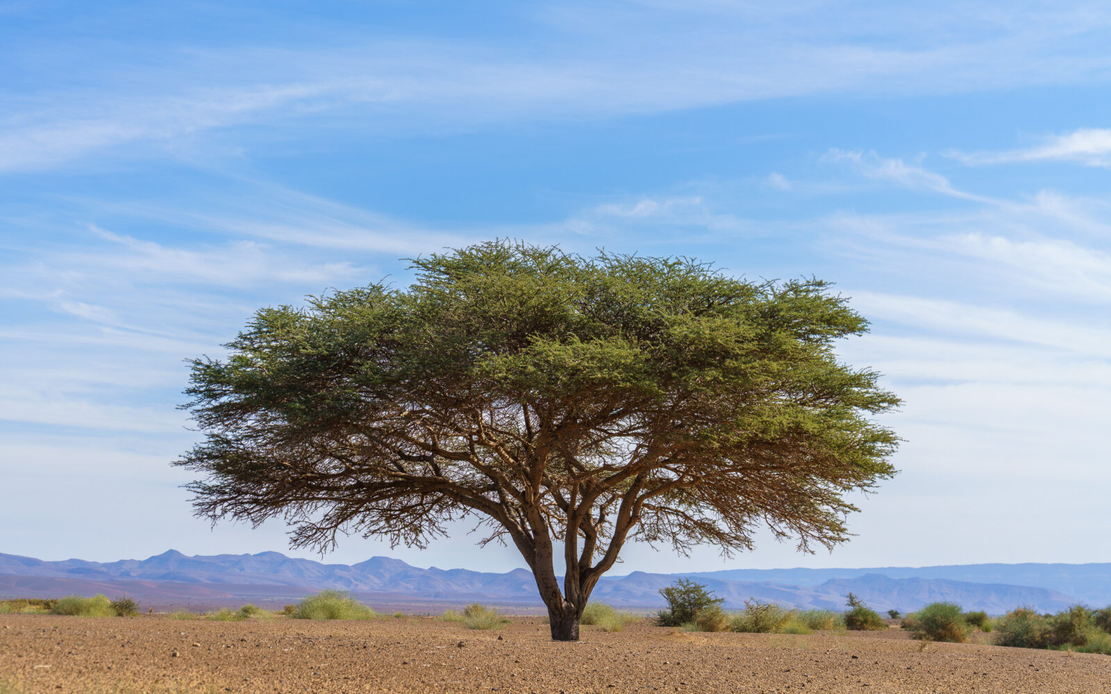 Lone acacia tree stands against a vast desert sky