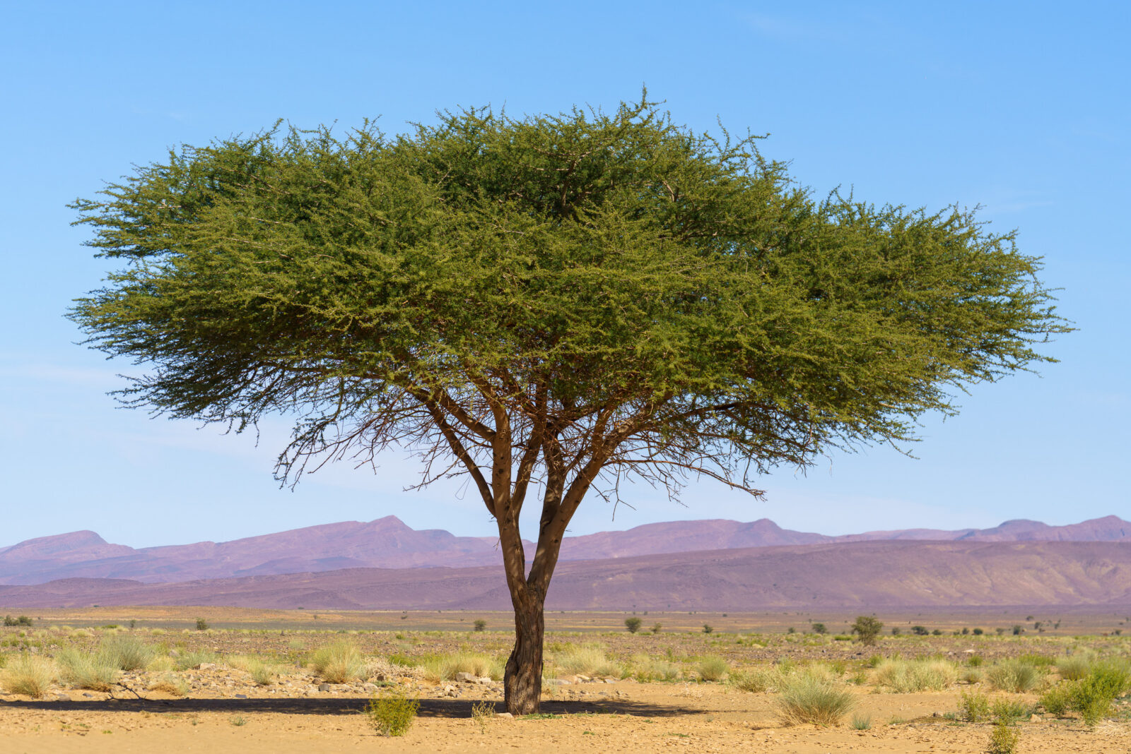 Lone acacia tree stands against desert mountains