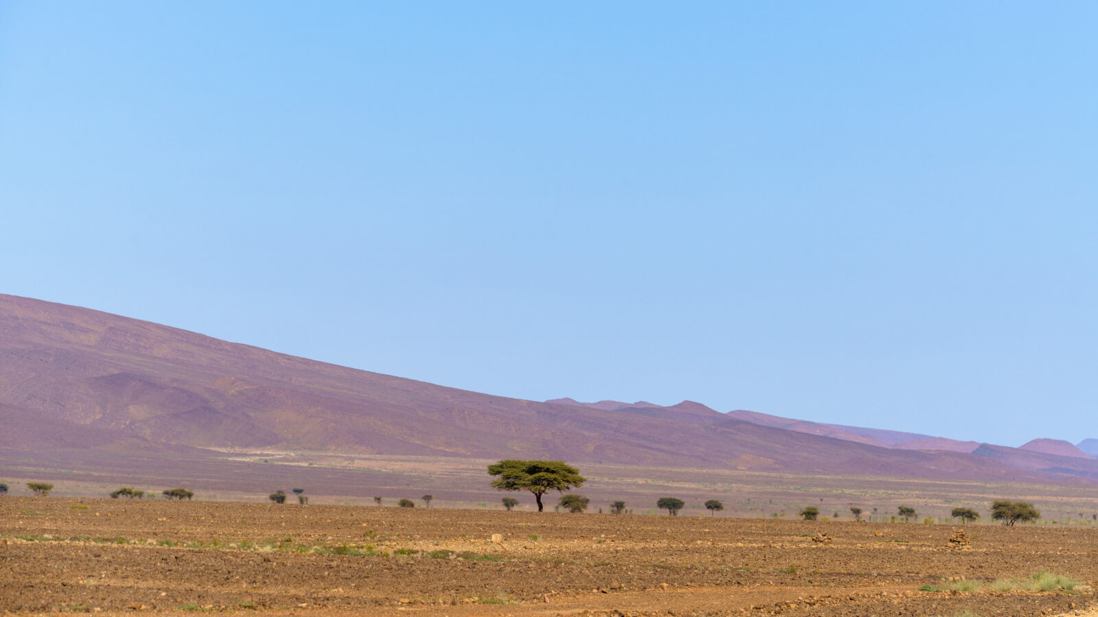 Lone acacia tree stands against vast desert landscape
